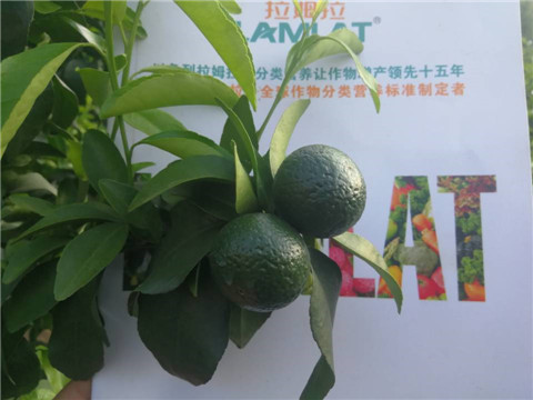 菌劑，水溶肥，