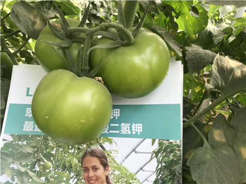 沖施肥，鈣肥