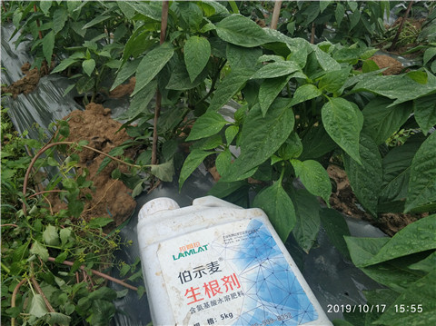 生根劑，伯示麥