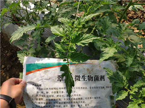 微生物菌劑 ，拉姆拉翠姆
