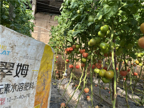 菌劑，水溶肥