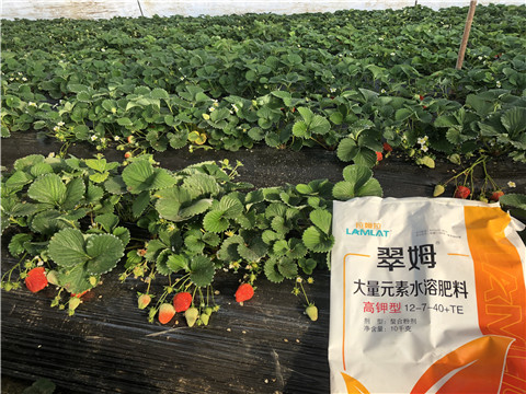 水溶肥，葉面肥，根碧多