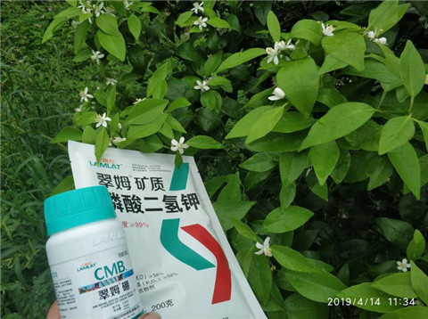水溶肥，根碧多