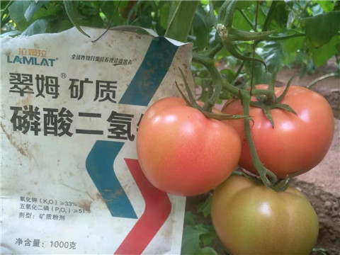 水溶肥，根碧多