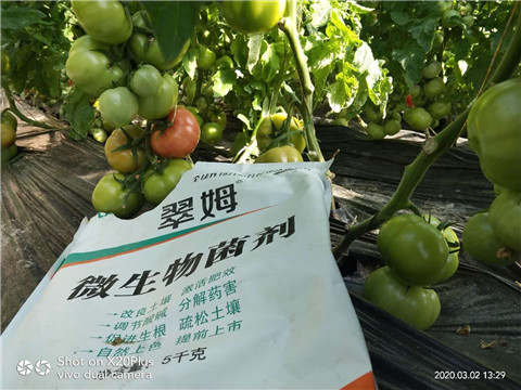 微生物菌劑，根碧多，磷酸二氫鉀
