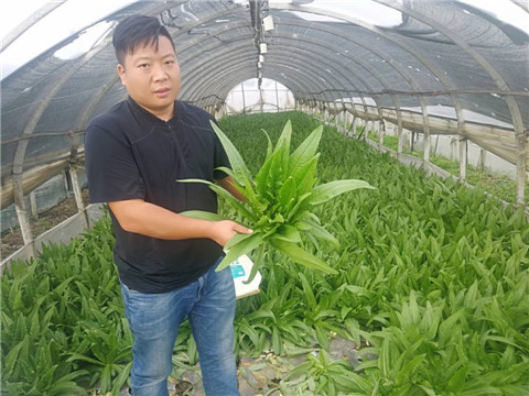 水溶肥，生根劑