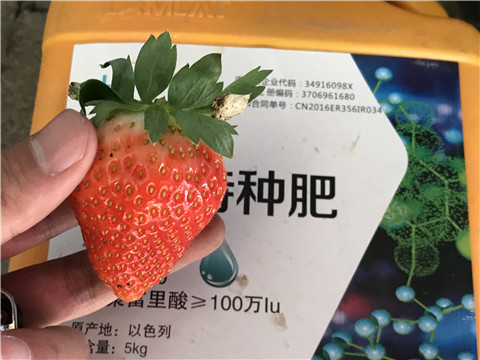 沖施肥，磷酸二氫鉀