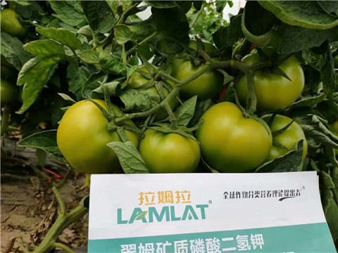 磷酸二氫鉀，鈣肥，水溶肥