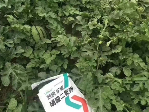 磷酸二氫鉀，硼肥，沖施肥