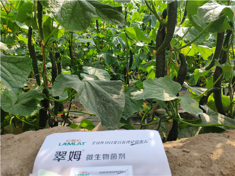 微生物菌劑，根碧多，水溶肥