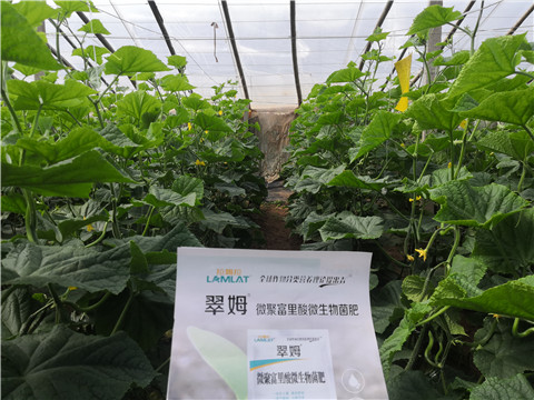 微生物菌劑，拉姆拉