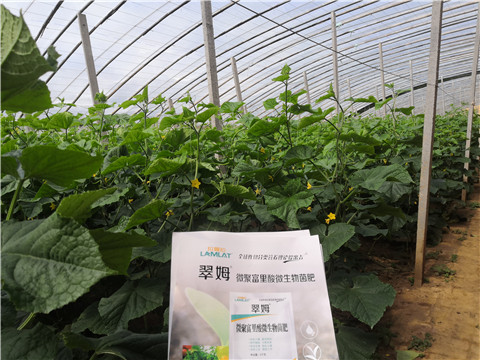 微生物菌劑，拉姆拉