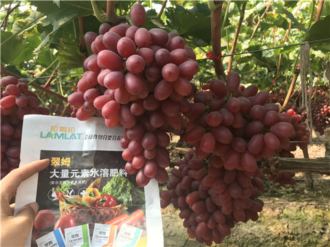 水溶肥，拉姆拉