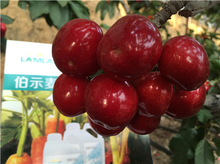 生根劑，微生物菌劑，拉姆拉，伯示麥
