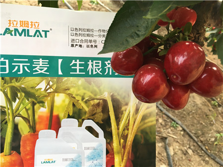 生根劑，微生物菌劑，拉姆拉，伯示麥