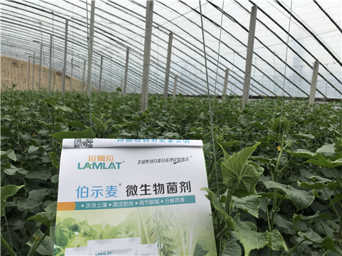 微生物菌劑，生根劑，拉姆拉