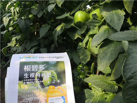 根碧多，拉姆拉