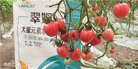 水溶肥，翠姆，拉姆拉