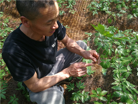 微生物菌劑，翠姆，拉姆拉