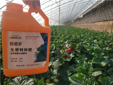 根碧多，拉姆拉