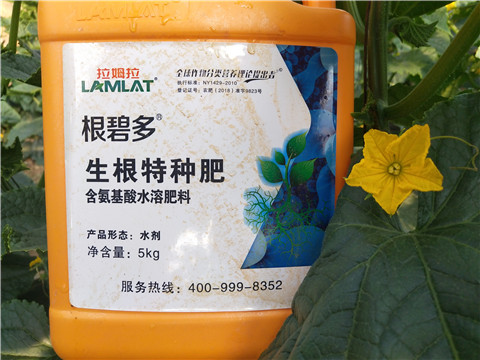 根碧多，拉姆拉
