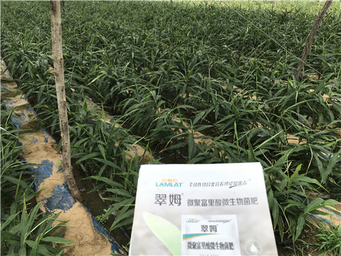 微生物菌劑，翠姆，拉姆拉