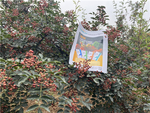 花椒種植，大量元素水溶肥，翠姆
