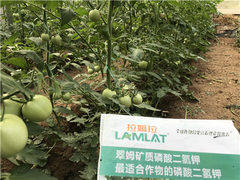 進(jìn)口水溶肥，拉姆拉，翠姆
