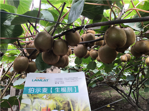 微生物菌劑，生根劑，伯示麥，拉姆拉