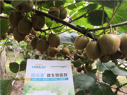 微生物菌劑，生根劑，伯示麥，拉姆拉