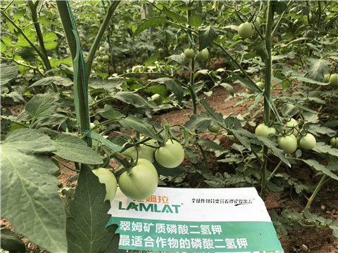 磷酸二氫鉀，拉姆拉，翠姆