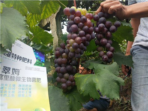 微生物菌劑，拉姆拉，翠姆