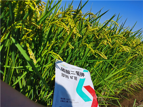 水溶肥，磷酸二氫鉀