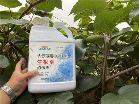水溶肥，生根劑，微生物菌劑，伯示麥，拉姆拉