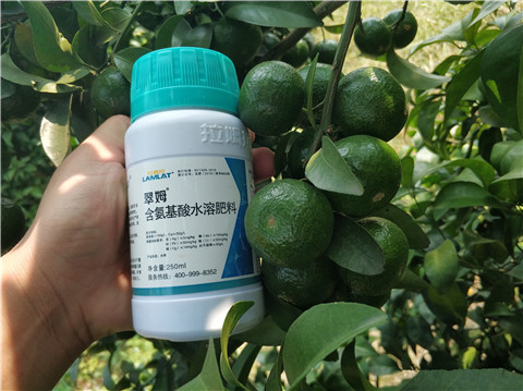 葉面肥，拉姆拉，翠姆