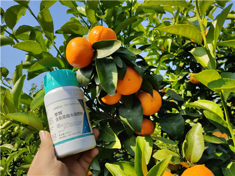 葉面肥，拉姆拉，翠姆