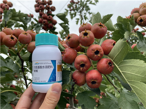 葉面肥，拉姆拉，翠姆