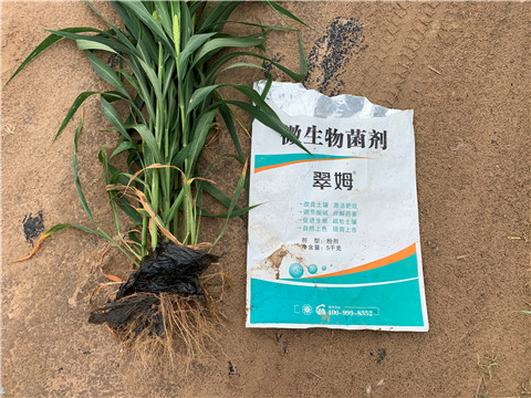 微生物菌劑，拉姆拉，翠姆
