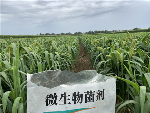 微生物菌劑，拉姆拉，翠姆