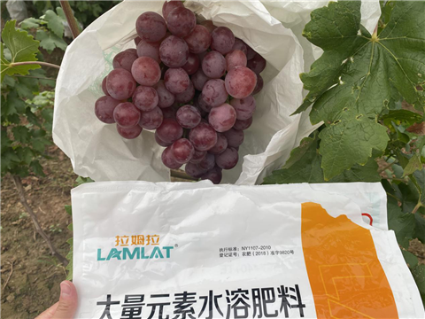 大量元素水溶肥，拉姆拉，翠姆