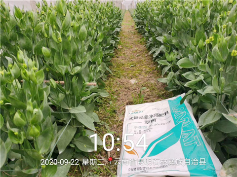 大量元素水溶肥，拉姆拉，翠姆