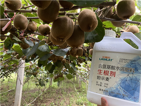 進(jìn)口水溶肥，拉姆拉，伯示麥