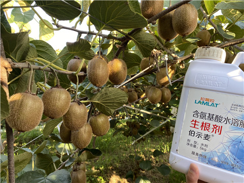 進(jìn)口水溶肥，拉姆拉，伯示麥