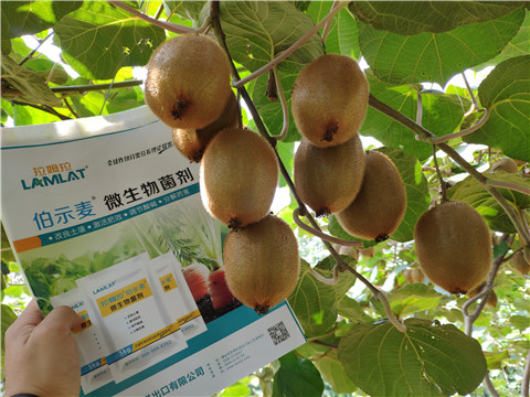進(jìn)口水溶肥，拉姆拉，伯示麥