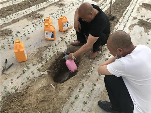 棉花，水溶肥，拉姆拉，翠姆
