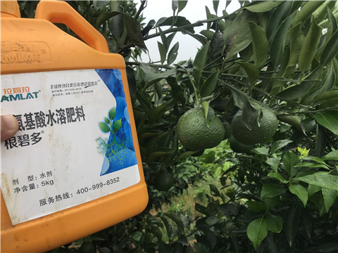 水溶肥，拉姆拉，翠姆