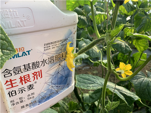 水溶肥，拉姆拉，伯示麥