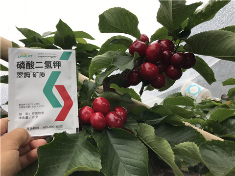 水溶肥，拉姆拉，翠姆
