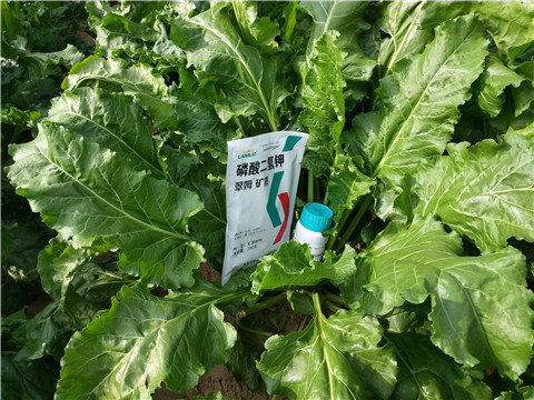 水溶肥，拉姆拉，翠姆