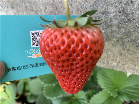 水溶肥，拉姆拉，翠姆